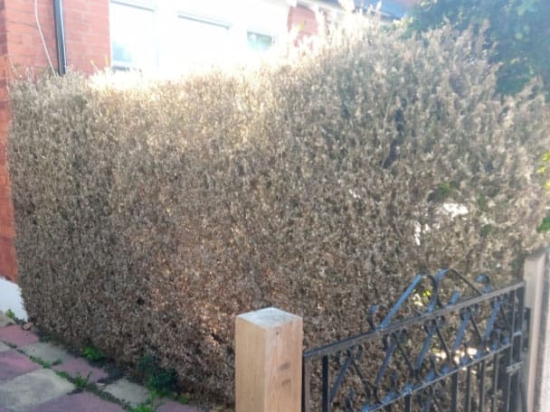Buxus