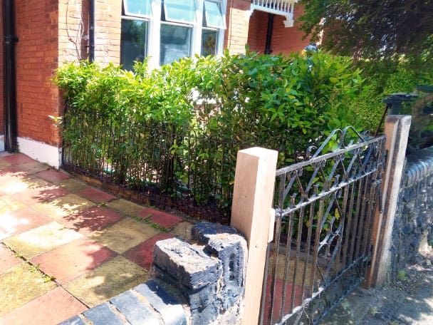 Buxus_02