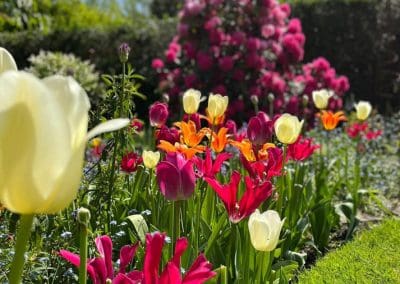 flowers in garden